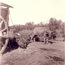 19260110 Turen - karbouwen naast tjikar 01