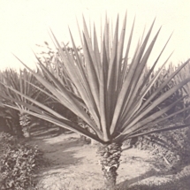 19280202 agave (0)