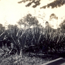 19280202 agave (2)