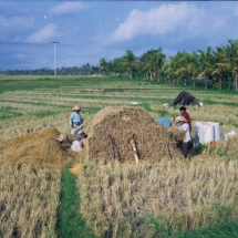 19980929 Bali 03 onderweg rijstoogst 02 Scannen0008