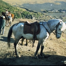 19981001 Bromo 07 bergpaardjes 01