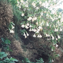 19981001 onderweg naar Malang 03