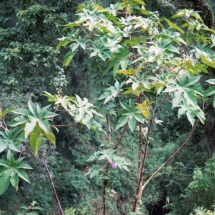 19981001 onderweg naar Malang 08