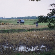 19981005 onderweg naar Kediri 03 eendenhoeder 01