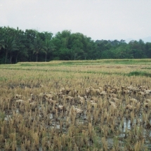 19981005 onderweg naar Kediri 03 eendenhoeder 02