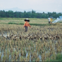 19981005 onderweg naar Kediri 03 eendenhoeder 03