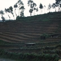 19981016 Dieng plateau 04 kool aanplant 01